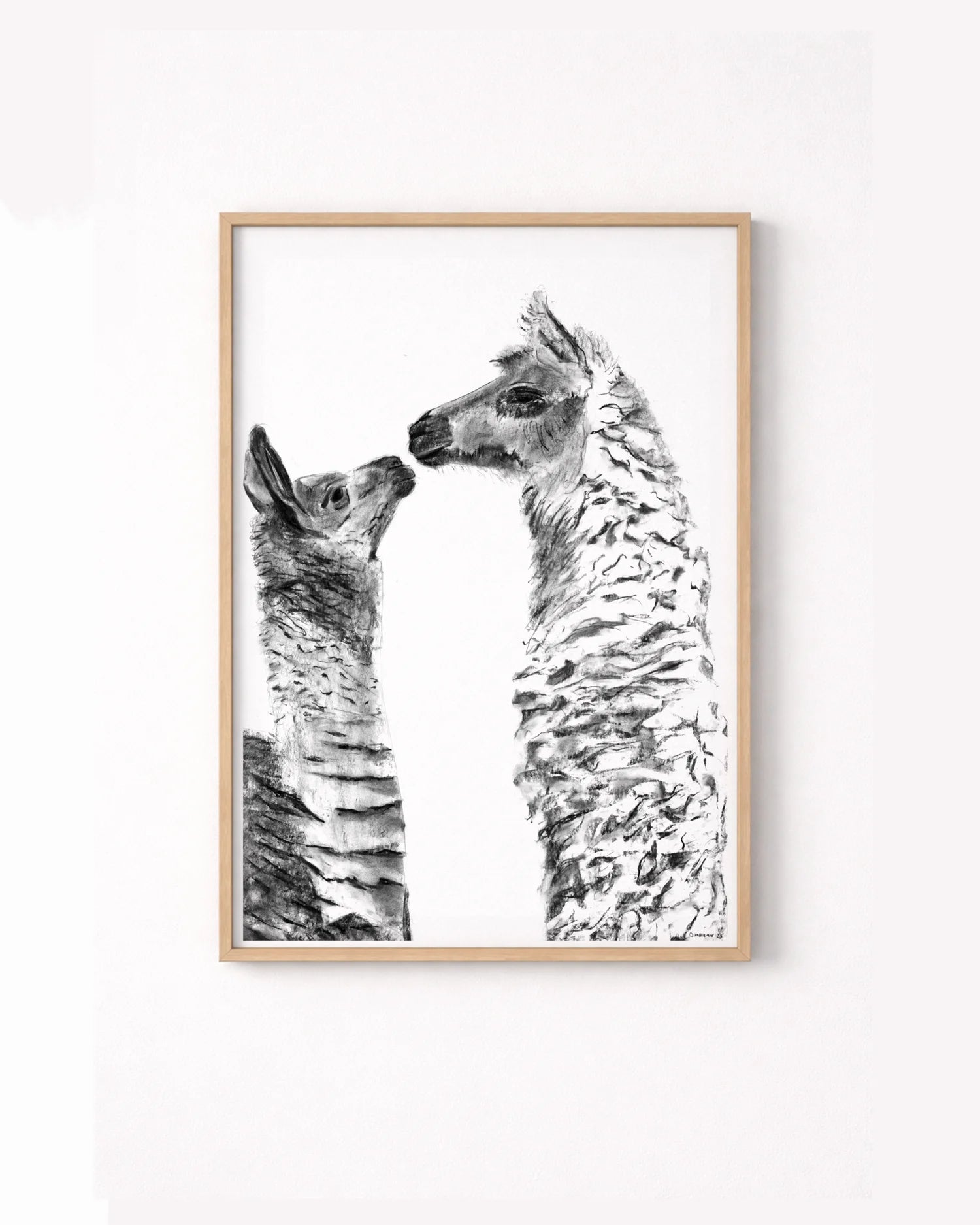 Alpacas