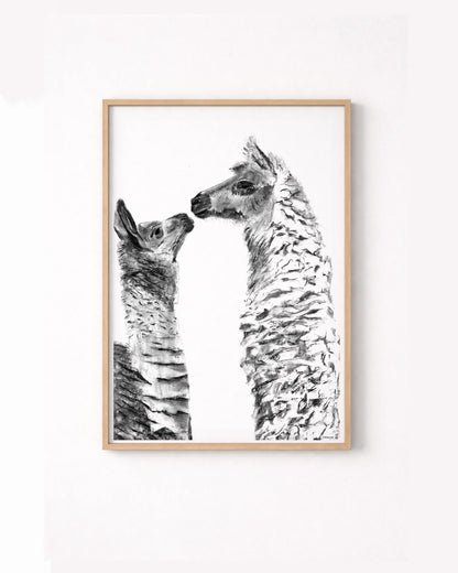 Alpacas