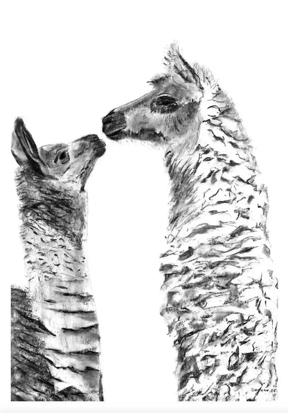 Alpacas