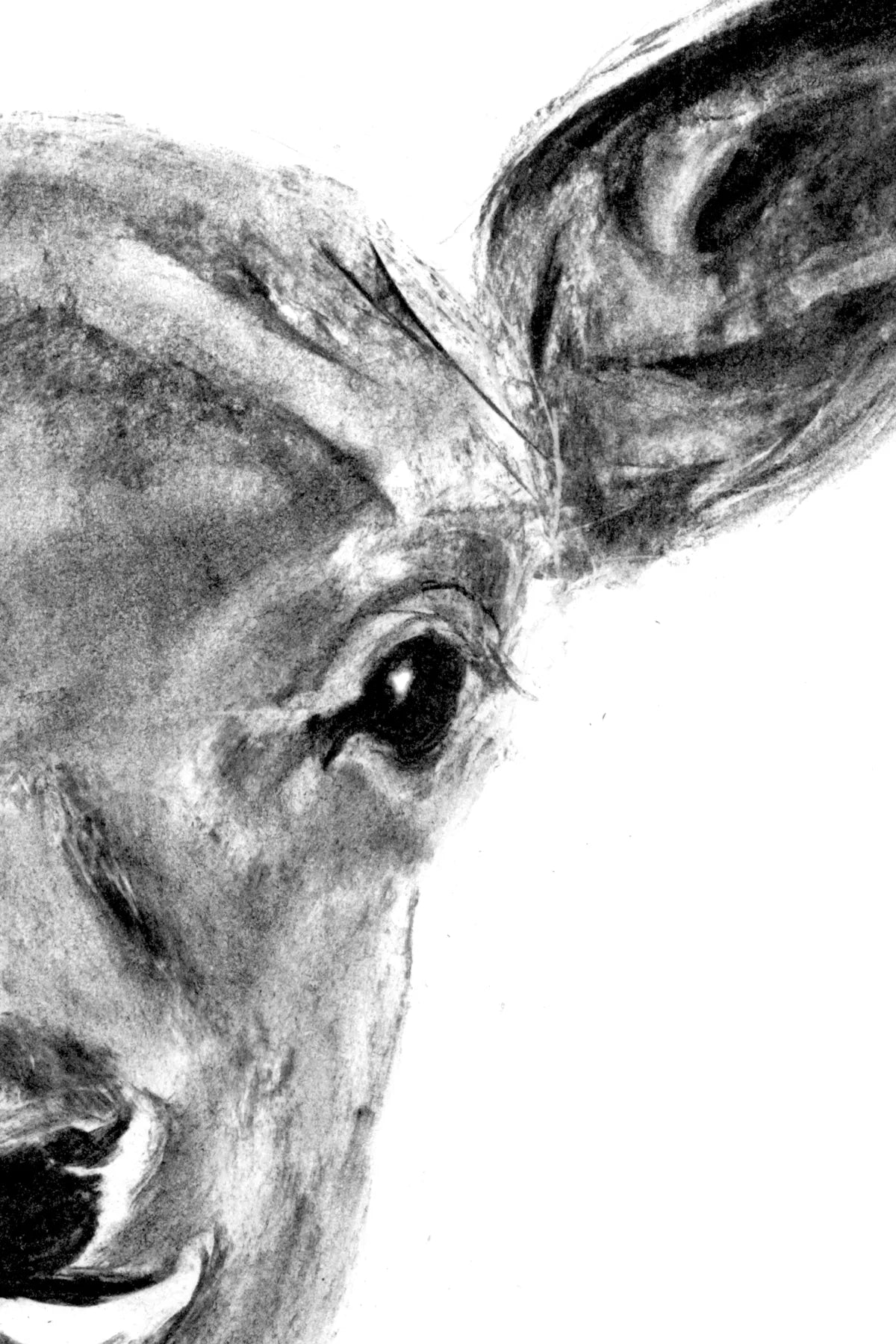The fallow deer from the fairytale forest