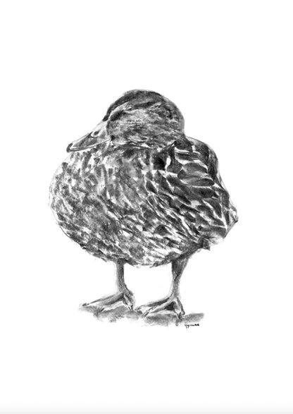 Duck Quack