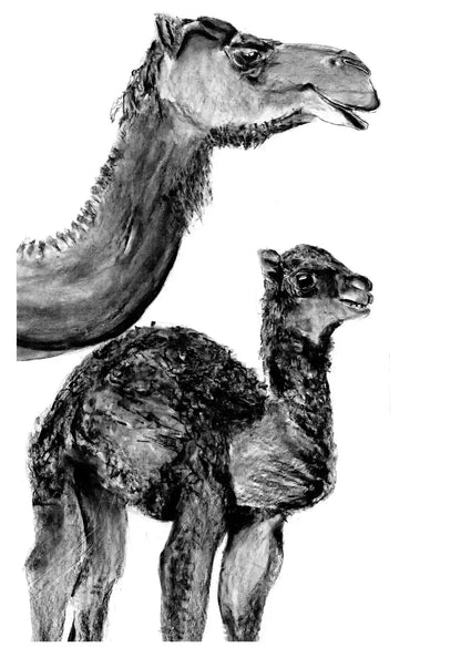 Camel and Baby Camel