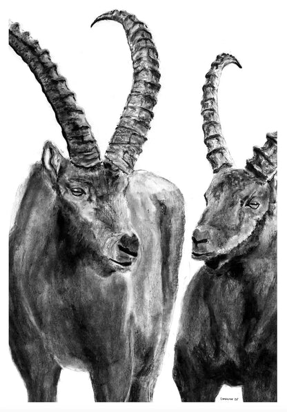 Ibexes of the Engadin