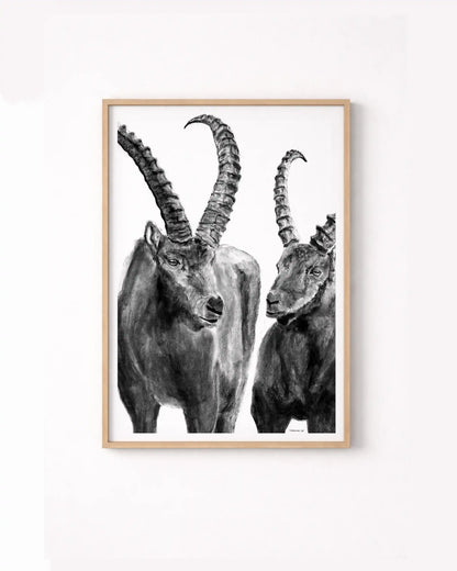 Ibexes of the Engadin